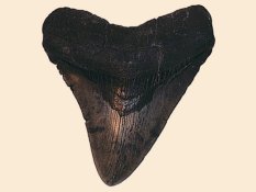 Fossilized shark tooth